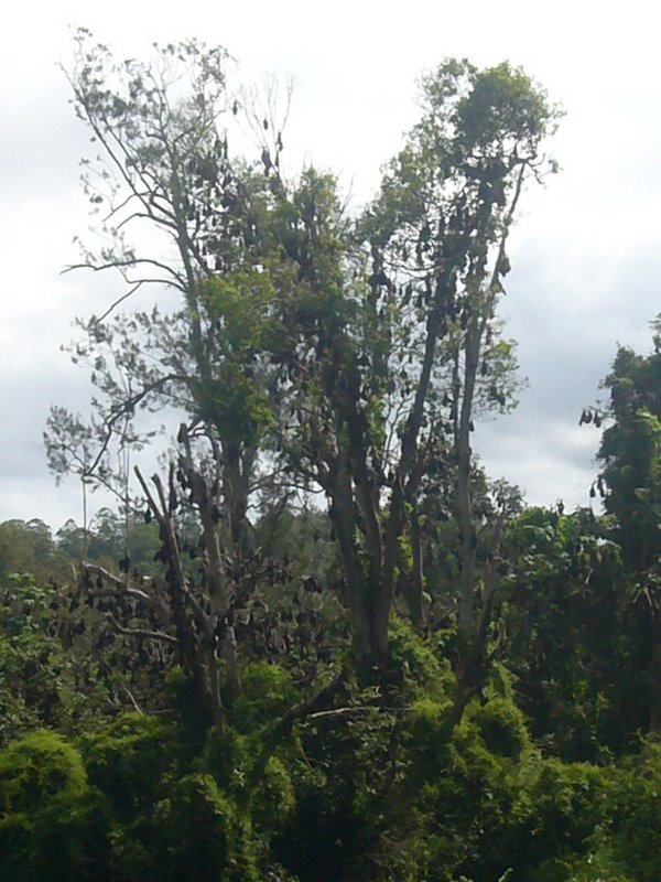 Ozzie Bush with more bats than leaves